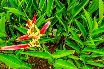 Wall Mural - Red and yellow heliconia bud flower, on green leaves background. Yellow spots are sunlight falls on the leaves. The photo has saturated colors. Some ground is visible.