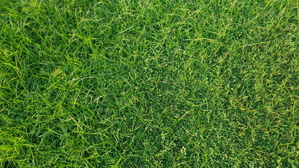 Wall Mural - Grass texture or background. Straight downward view.