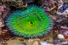 Giant Green Anemone In A Tide Pool At Fitzgerald Marine Reserve In Northern California, Bay Area South Of San Francisco