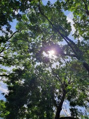 sunny day, hot, summer, leaves of trees, green, sun