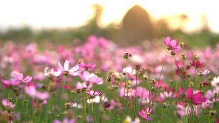 Wall Mural - colorful cosmos flower in garden