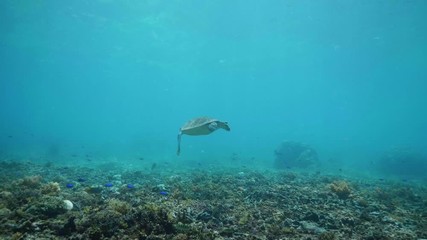 Wall Mural - swimming with hawksbill sea turtle (eretmochelys imbricata), underwater 4k shot
