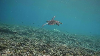 Wall Mural - swimming with hawksbill sea turtle (eretmochelys imbricata), underwater 4k shot