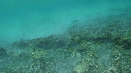 Wall Mural - swimming with hawksbill sea turtle (eretmochelys imbricata), underwater 4k shot