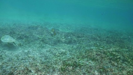 Wall Mural - swimming with hawksbill sea turtle (eretmochelys imbricata), underwater 4k shot
