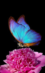 Aufkleber - blue morpho butterfly on peony flower. closeup. pink peony and butterfly on a black background