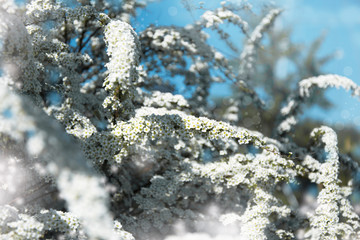 Wall Mural - Branches of blossoming 
spirea against background of blue sky  in spring on nature outdoors. White spirea flowers, dreamy romantic artistic image of spring nature. Spring garden