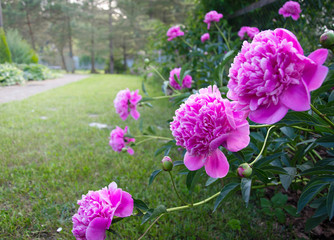 Wall Mural - Fresh pink peony in summer garden