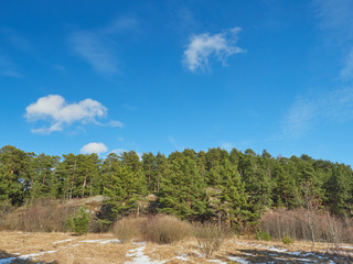 Poster - pine trees in the park. Spring