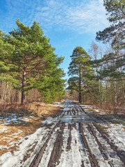 Wall Mural - road in a pine forest. Spring