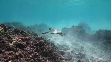 Wall Mural - swimming with hawksbill sea turtle (eretmochelys imbricata), underwater 4k shot