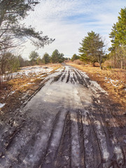 Canvas Print - road in a pine forest. Spring