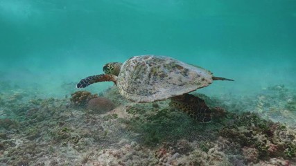 Wall Mural - swimming with hawksbill sea turtle (eretmochelys imbricata), underwater 4k shot