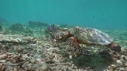 Wall Mural - swimming with hawksbill sea turtle (eretmochelys imbricata), underwater 4k shot