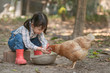 Little asian girl feeding hen happily and enjoy in the chicken farm. First learning of little children.