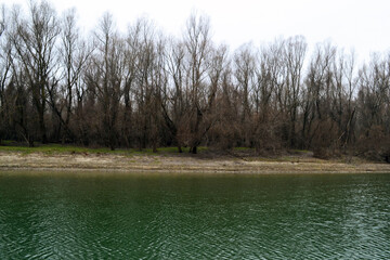 Wall Mural - White willow forest on the bank of the Jianu arm in January 