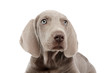 Portrait of a beautiful Weimaraner puppy