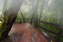 Wooden Terrace With Fence With Big Tree In Rain Forest