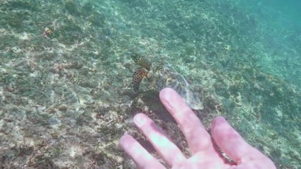 Wall Mural - swimming with hawksbill sea turtle (eretmochelys imbricata), underwater 4k shot
