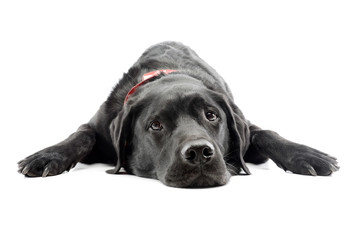 Studio shot of an adorable labrador retriever