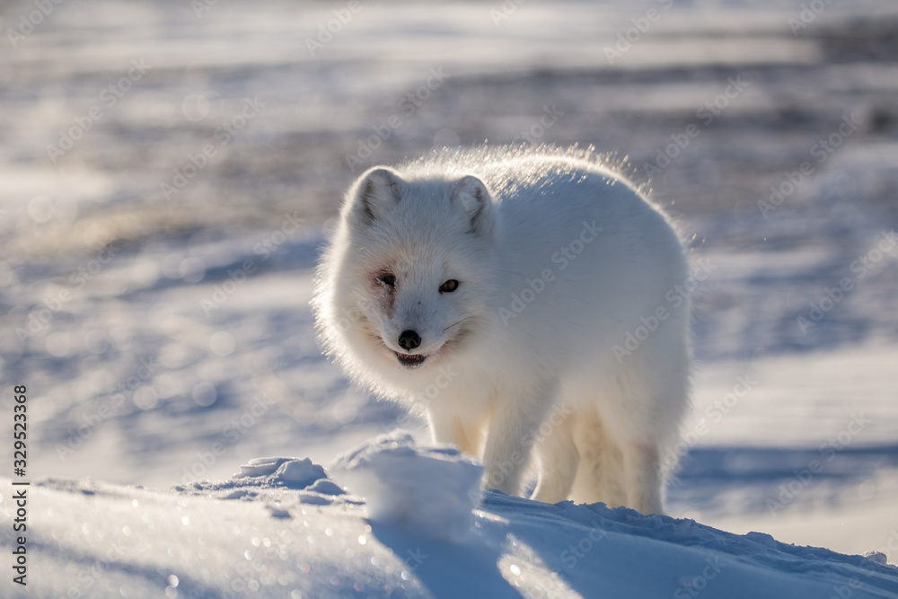 Lis polarn w zimowej szacie, południowy Spitsbergen - obrazy, fototapety, plakaty 