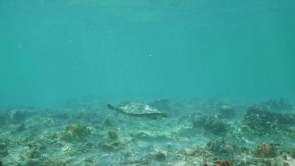 Wall Mural - swimming with hawksbill sea turtle (eretmochelys imbricata), underwater 4k shot