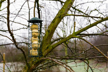 A Green, Steel Birdfeeder Is Hanging On A Tree In A City Park Or A Garden. The Birdfeeder Is Full Of Bird Food Shaped In Balls. Feeding Birds In Winter.