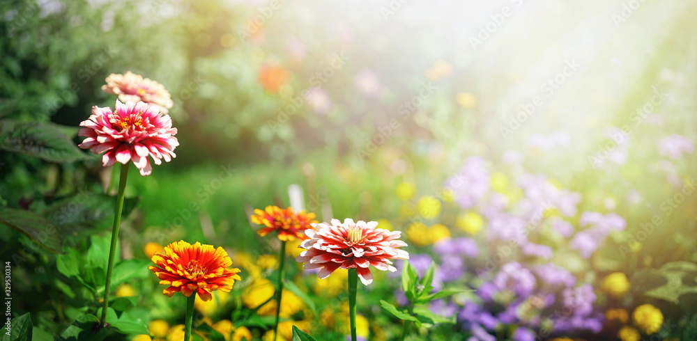 Colorful beautiful flowers Zínnia spring summer in Sunny garden in sunlight on nature outdoors. - obrazy, fototapety, plakaty 