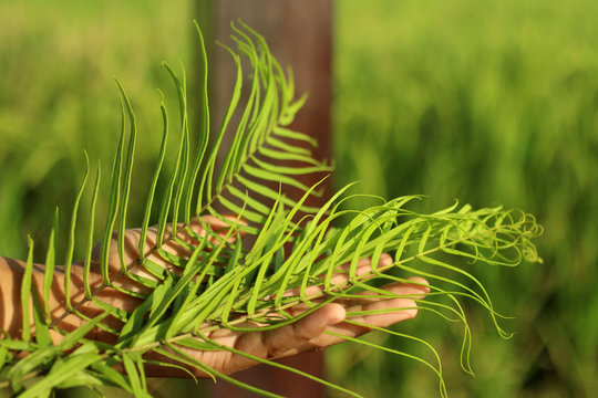 Wall Mural -  - Green fern leaves in hand. Palm Sunday concept background.
