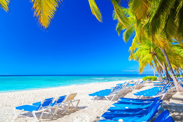 Palm trees on the caribbean tropical beach with sun lougers Saona Island. Dominican Republic. Vacation travel background