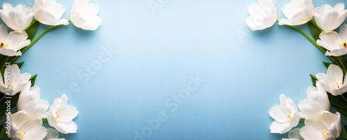 White tulips on blue background top view Wallpaper Mural