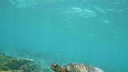 Wall Mural - swimming with hawksbill sea turtle (eretmochelys imbricata), underwater 4k shot