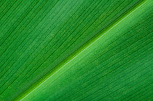 Natural Background Of Green Leaf