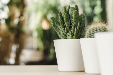 Poster - Mini cactus plant potted on blurred botanical garden background