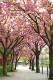 Fototapeta Przestrzenne - 桜のトンネル