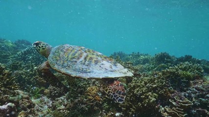 Wall Mural - swimming with hawksbill sea turtle (eretmochelys imbricata), underwater 4k shot