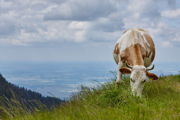 cow eat grass in the meadow against the background of the forest