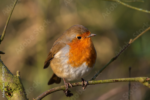 Fototapeta na szkło Robin europejski, Erithacus rubecula w naturalnym środowisku leśnym.
