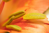Fototapeta Tulipany - Macro photo of an orange lily flower, with visible pollen on a sunny day