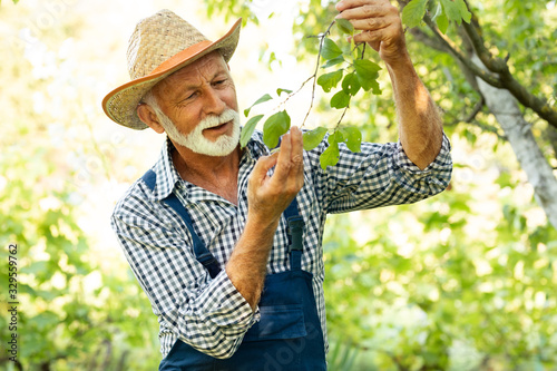 Cuadros en Lienzo Senior farmer checking health of fruit tree