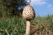 Mushroom Macrolepiota Excoriata, Macrolepiota Clelandii, Commonly Known As The Slender Parasol Or Graceful Parasol In Forest,edible Mushroom.