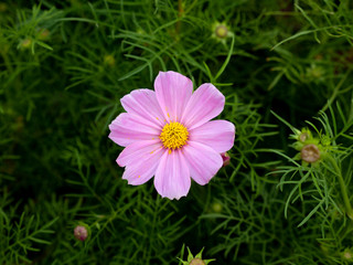 Wall Mural - Pink Cosmos Blooming among Other Colors Cosmos