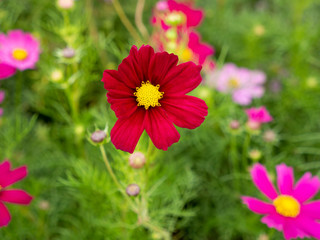Wall Mural - Red Cosmos Blooming among Other Colors Cosmos