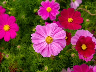 Wall Mural -  Cosmos Flowers Blooming