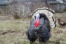 Big Gray Turkey On A Free Pasture In Early Spring