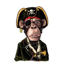 Monkey Pirate With Gun Dressed In A Cocked Hat. Engraving