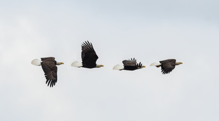 Wall Mural - a composite of an american bald eagle in flight.