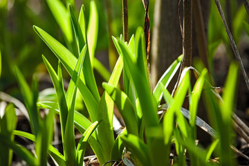 Fresh green spring plant flowers firs leves coming out from the thaw ground close up beautiful background