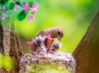 Wall Mural - songbird finch feeds its hungry chicks in a nest in a spring blooming garden