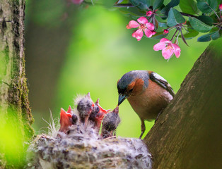 Wall Mural - songbird male finch feeds its hungry chicks in a nest in a spring blooming garden